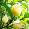 Suministro directo de fábrica plántula en maceta de flor sonriente patio balcón flores de interior sabor Luzhou plantas para admirar flores flores de interior
