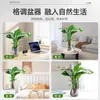 Las Plantas Hidropónicas Ave del Paraíso Son Fáciles de Cultivar y Viven en Todas las Estaciones. Sala de Estar Planta Verde Plantas en Maceta en la Oficina Escritorio Florales Strelitzia Reginae
