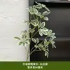 Pico de bambu de galho alto céu estrelado dente-de-leão verde escuro verde claro estilo floresta celebração de casamento decoração marcador de corredor arranjo de flores teto alto material de folha