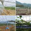 Estufa Multi-Vanos Estufa para Mudas Agrícolas Estufa para Cultivo de Uvas Estufa com Sombreamento Externo Estrutura de Estufa Estufa Integrada Padrão Fábrica