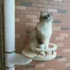 Gato quiere embellecer bajante modificación de tubería de PVC estructura para trepar gatos plataforma de salto para gatos rascador para gatos DIY soporte para plantas florero cápsula espacial