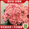 Planta en Maceta Nueva de Kalanchoe con Capullos de Flor, Fácil de Cuidar, Florece Todo el Año, Plántulas de Flor Grande de Doble Pétalo, Flores para Balcón, Plantas Verdes para Uso en Interiores