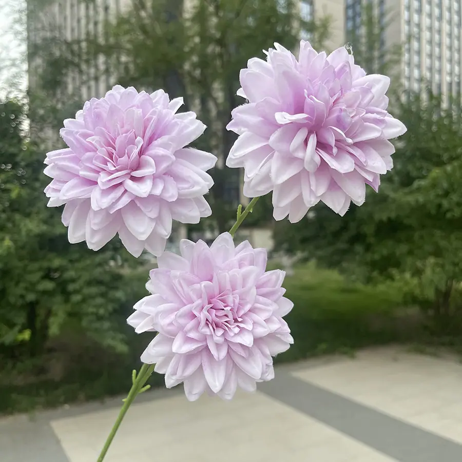 3头炫彩锦绣-xwmhx-浅紫.JPG