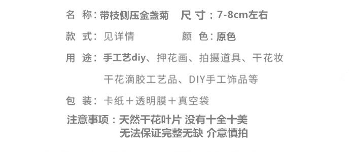 带枝侧压金盏菊.png