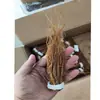 Raíz de Ginseng Rojo, Raíz de Ginseng, Raíz de Ginseng Rojo, Raíz de Ginseng Coreano