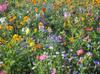 Paquete Combinado de Semillas Domésticas Universales para las Cuatro Estaciones, Paquete Pequeño, Fácil de Cultivar, Jardinería Doméstica, Fabricante de Semillas de Flores, Semillas de Flores para Balcón