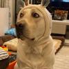 Sombrero para perro invierno perro mediano y grande Labrador golden retriever divertido cubierta para la cabeza cálido mascota cachorro Orejas de Perro Grande