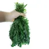 Plantas Acuáticas Vivas Suministradas Directamente del Pastizal para Paisajismo de Acuarios, Crisantemo Verde y Crisantemo Rojo para Paisajismo Acuático, Plantas Acuáticas Vivas, Plantas Acuáticas Ornamentales, Crisantemo Verde