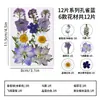 Plantas de Hojas Muestras Jardín de Infancia Pegatinas Hechas a Mano DIY Flores Secas Flores Prensadas Marco de Fotos Kit de Materiales para Marcapáginas de Resina