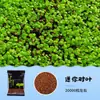 Acuario Semillas de Plantas Acuáticas Plantas Acuáticas Purificación Activa del Agua Decoración de Acuario Purificación Calidad del Agua Paquete de Semillas de Plantas Acuáticas