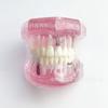M2001 modelo patológico modelo de dente preparação de dente embutimento modelo de cárie dentária modelo de implante dente removível