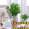 Plantas em Vaso de Incenso de Nove Milhas, Flores de Interior, Bonsai Fácil de Cultivar, Mudas de Incenso de Sete Milhas, Fragrância Forte em Todas as Estações, Repelindo Mosquitos e Florescendo