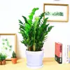 Árvore da Fortuna Planta em Vaso Grande Árvore da Fortuna Planta Verde Pequena Árvore da Fortuna Sala de Estar Escritório Flores de Interior Bonsai Cordão da Fortuna