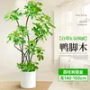 Forma Pie de Pato Madera Sala de Estar Maceta Grande Planta Verde Interior Sala de Estar Grande de Pie Flor Real Pila Vieja Pie de Pato Madera