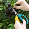 Tijeras para uvas al por mayor del fabricante, tijeras de podar para árboles frutales de jardín, tijeras de podar para plantas en maceta y flores de jardinería, tijeras curvas para verduras y frutas en stock