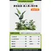 Planta en Maceta de Piso Nandina Domestica, Planta Verde Artificial Grande para Interiores, Decoración de Lujo Ligero para Sala de Estar, Árbol Artificial