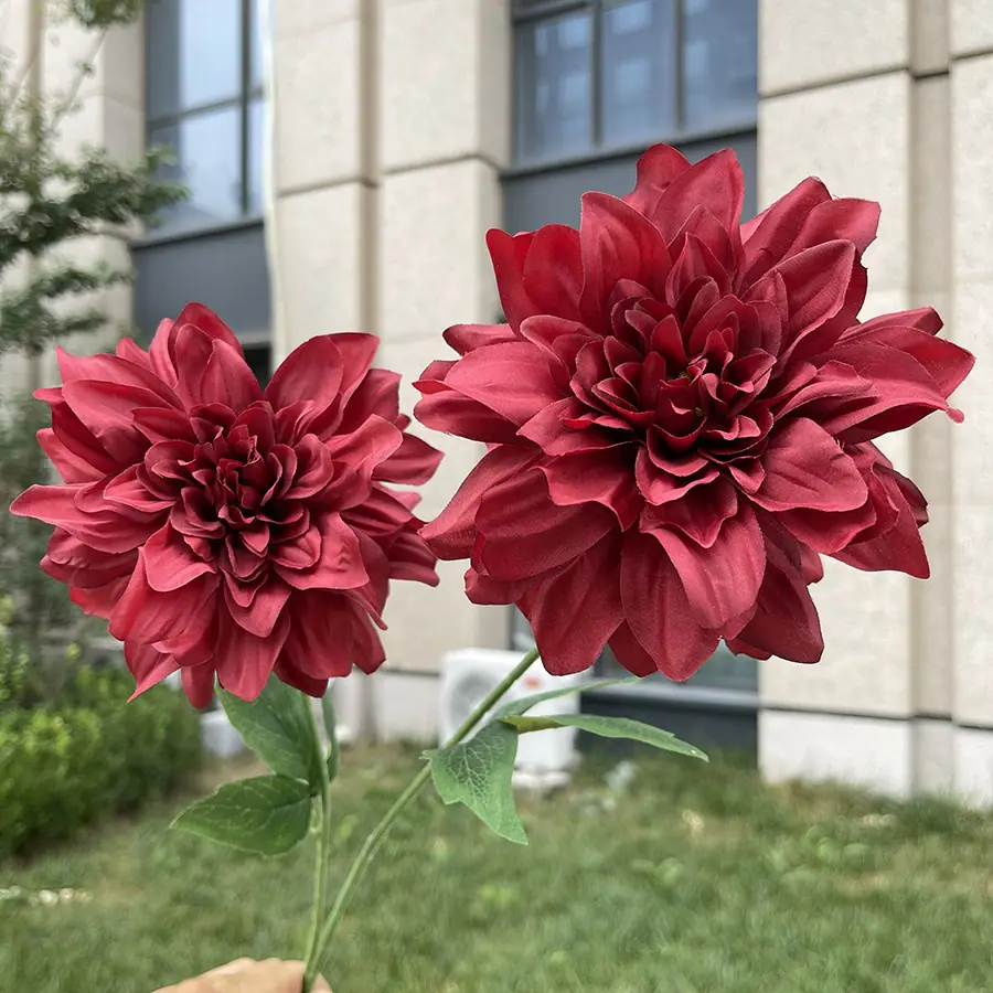 2头甜缘大丽花-xtmyx-红色.JPG
