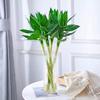 Bambú Wenchang con Raíces, Bambú Loto Guanyin, Bambú de la Fortuna, Planta Bonsái Hidropónica, Guanyin de Interior, 4 Piezas para Leer