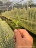 Piña de Aire Planta sin Tierra para Personas Mayores, Hierba de Aire Piña Planta Verde Creativa de Cuatro Estaciones Perenne Colgante de Interior