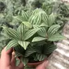 Plantas de Piedra Absorbente Plantas Verdes Piedra de Agua Acuaterrario Tanque de Selva Rocalla Paisajismo Musgo Helecho Micro-paisaje Plantas de Bonsái