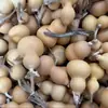 Calabazas Suaves Bellamente Elaboradas para Manipular y Coleccionar, Calabazas de Piel Morada con Pátina, Calabazas Retorcidas a Mano, Artículos de Mano, Calabazas para Vendedores Ambulantes al por Mayor