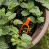 Venta al por mayor del fabricante Jardinería Enredadera Prensa Sandía Fresa Plástico Tenedor de Plantación Prensa de Enredaderas Fijador de Raíces de Enredaderas Plántula