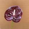 Flor Artificial Palma Roja Boda Decoración Habitación de Boda Flor Flamenco Palma Boda Flores para Camino Flores Falsas Varios Colores Palma Roja