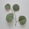 Fábrica de Origen Hojas Simuladas Hojas de Arce Hojas de Roble Hojas de Magnolia Hojas de Uva Accesorios de Ratán Decoración Hecha a Mano DIY