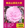 Camelia Xiangfei en maceta con brotes, flor roja de cinco colores, fácil de cultivar en interiores, florece en cualquier estación.