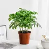 La Planta en Maceta Árbol de la Felicidad es Fácil de Mantener en la Oficina, una Planta Verde para Escritorios que es de Hoja Perenne Todo el Año, Purifica el Aire y Absorbe Formaldehído