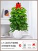 Alimentando Canasta Verde Planta En Maceta Interior Absorbiendo Formaldehído Planta Verde Buena Purificación de Aire Hoja Grande Rosa Verde Sala de Estar Oficina Columna Grande