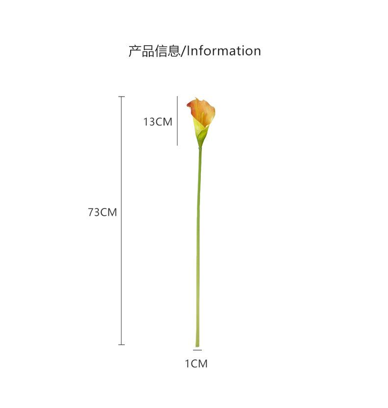 小号网纹马蹄莲_05.jpg
