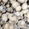 Cabacinhas Naturais Torcidas à Mão para Manuseio de Cores Primárias, Cabacinhas para Artesanato e Enfeites Atacado
