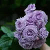 Planta de Rosas para Balcón con Semillas de Rosa, Rosas en Maceta de Fragancia Fuerte Todo el Año, Plantas de Flores Extra Grandes para Balcón y Patio