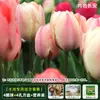 Resistencia al FríoTulipán Holandés Hidropónico Planta de Floración Cuatro Estaciones Planta Verde Flores en Maceta para Sala de Estar Apto para Principiantes