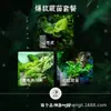 """Cidade Nebulosa" Floresta Nebulosa Samambaia de Ferro Dança da Fênix Samambaia de Ferro Floresta Tropical Tanque Material DIY Musgo Micro Paisagem"""