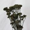 Yunnan Blanqueado Flor Eterna Flor de Arroz Flor Preservada Flor de Mijo Hierba de Arroz DIY Decoración del Hogar Flor de Oficina