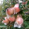 Con alambre de atar bolsa para manzanas bolsa de película plástica para frutas bolsa especial para embolsar frutas horizontal pera melocotón impermeable a prueba de pájaros a prueba de insectos transpirable