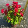 Cuatro Estaciones Otoño Begonia Flor de Changchun Flor de Cresta de Gallo Flor Shi Xiajin Planta en Maceta Flor del Día Nacional Base de Flores Al por Mayor