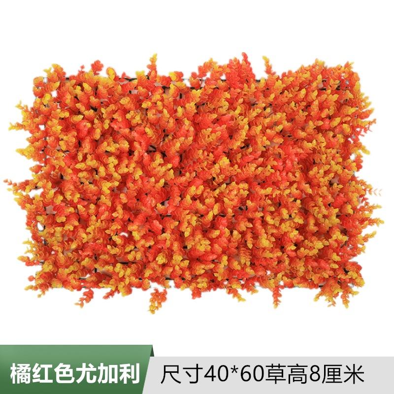 橘色尤加利.jpg