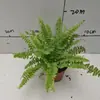 [Suministro Directo de Base] Planta Pequeña en Maceta Micro-Paisaje Planta Verde Ingeniería Enverdecimiento Planta en Maceta A90 Helecho de Boston