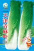 Semillas de Verduras Variadas para Otoño e Invierno, Semillas de Col China, Plántulas con Alta Tasa de Germinación, Nuevas Variedades de Colza Empresas Mayoristas
