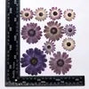 Flores Secas Sudafricanas de Colores, Flores Prensadas, Materiales para Manualidades, Espécimenes de Flores Naturales Reales, Marcadores de Libro de Resina, Materiales Hechos a Mano
