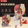 Modelo de Anatomía Genital Interna y Externa Masculina Sección Sagital Pélvica Masculina Modelo del Sistema Genitourinario Masculino