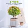 Red Nan de Hoja Pequeña es Perenne en Todas las Estaciones, Fácil de Cultivar en Interiores, Plantas Fáciles de Cuidar en la Sala de Estar, Adornos de Plantas Verdes de Escritorio para Oficina, Plantas Pequeñas en Maceta
