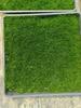 Sedum Chino Premium Hierba Buda Dorada Hierba Nieve Delgada Hierba Buda Hoja Dorada Maceta Planta Cubresuelos Flor Resistente al Frío Hierba Espejo