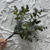 Flor Artificial Hojas de Eucalipto Plástico Hojas de Dinero para Plantar Flor Falsa Mesa de Comedor Estilo Mori Estilo Florido Estilo Florido Venta Caliente Transfronteriza