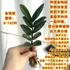Árbol del Dinero Oficina Maceta Planta Alta Flor de Interior Sala de Estar Planta Verde Grande Venta al por Mayor Cadena de Dinero Árbol de la Fortuna