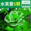 Paisajismo para Tanque de Tortugas, Plantas Verdes para Tanque de Tortugas, Plantas Acuáticas, Lechuga de Agua en Cultivo de Agua, Especial para Eliminar el Amarilleamiento, Desodorizar y Purificar el Agua para el Cuidado de Tortugas