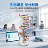 Kit de Montagem de Componentes do Modelo da Estrutura da Dupla Hélice de DNA para Alunos do Ensino Fundamental e Médio Explorarem Variação Genética Cgat Equipamento Experimental